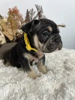 Black and Tan Big Rope Female, a female French Bulldog for sale in Aurora, CO – Photo 7 of 9