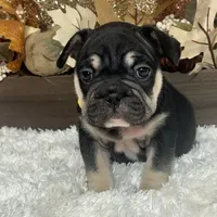 Black and Tan Big Rope Female, a female French Bulldog for sale in Aurora, CO – Photo 2 of 9