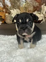 Black and Tan Big Rope Female, a female French Bulldog for sale in Aurora, CO – Photo 2 of 9