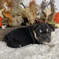 Black and Tan Big Rope Female, a female French Bulldog for sale in Aurora, CO – Photo 4 of 9