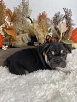 Black and Tan Big Rope Female, a female French Bulldog for sale in Aurora, CO – Photo 4 of 9