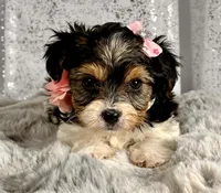 Miss pink, a female Biewer for sale in Aurora, CO – Photo 1 of 2