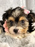 Miss pink, a female Biewer for sale in Aurora, CO – Photo 2 of 2