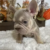 New Shade Big Rope Male 2, a female French Bulldog for sale in Aurora, CO – Photo 8 of 10