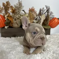 New Shade Big Rope Male 2, a female French Bulldog for sale in Aurora, CO – Photo 9 of 10