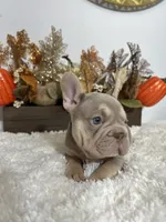 New Shade Big Rope Male 2, a female French Bulldog for sale in Aurora, CO – Photo 9 of 10