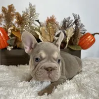 New Shade Big Rope Male 2, a female French Bulldog for sale in Aurora, CO – Photo 2 of 10