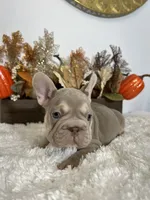 New Shade Big Rope Male 2, a female French Bulldog for sale in Aurora, CO – Photo 2 of 10