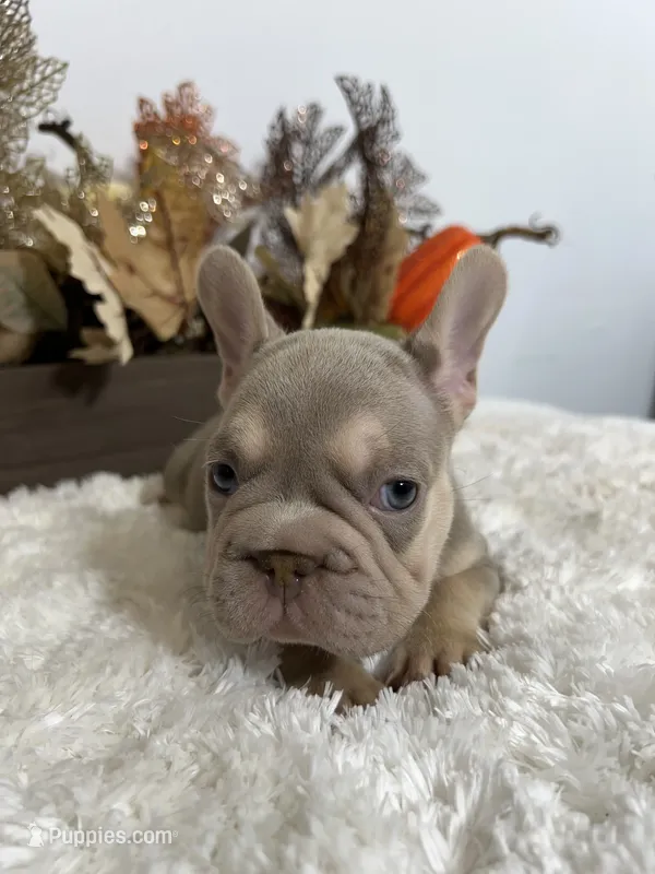 New Shade Big Rope Male 2