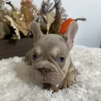 New Shade Big Rope Male 2, a female French Bulldog for sale in Aurora, CO – Photo 1 of 10