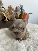 New Shade Big Rope Male 2, a female French Bulldog for sale in Aurora, CO – Photo 1 of 10