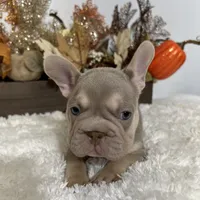 New Shade Big Rope Male 2, a female French Bulldog for sale in Aurora, CO – Photo 4 of 10