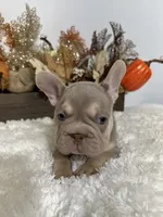 New Shade Big Rope Male 2, a female French Bulldog for sale in Aurora, CO – Photo 4 of 10
