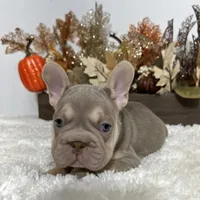 New Shade Big Rope Male 2, a female French Bulldog for sale in Aurora, CO – Photo 7 of 10