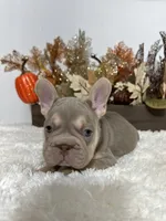New Shade Big Rope Male 2, a female French Bulldog for sale in Aurora, CO – Photo 7 of 10