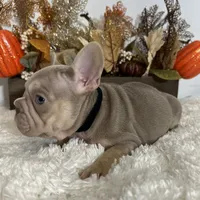 New Shade Big Rope Male 2, a female French Bulldog for sale in Aurora, CO – Photo 3 of 10