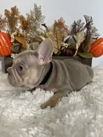 New Shade Big Rope Male 2, a female French Bulldog for sale in Aurora, CO – Photo 3 of 10