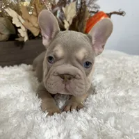 New Shade Big Rope Male 2, a female French Bulldog for sale in Aurora, CO – Photo 10 of 10