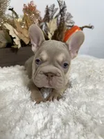 New Shade Big Rope Male 2, a female French Bulldog for sale in Aurora, CO – Photo 10 of 10