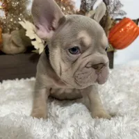 New Shade Big Rope Male 2, a female French Bulldog for sale in Aurora, CO – Photo 6 of 10