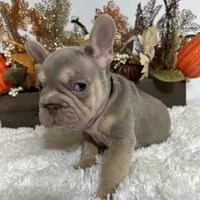 New Shade Big Rope Male 2, a female French Bulldog for sale in Aurora, CO – Photo 5 of 10