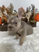 New Shade Big Rope Male 2, a female French Bulldog for sale in Aurora, CO – Photo 5 of 10