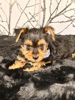 Bluey, a male Yorkshire Terrier for sale in Aurora, CO – Photo 4 of 4