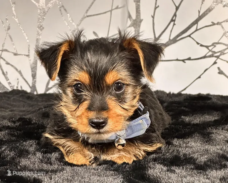Bluey – Yorkshire Terrier puppy for sale in Aurora, CO