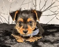 Bluey, a male Yorkshire Terrier for sale in Aurora, CO – Photo 1 of 4