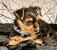 Bluey, a male Yorkshire Terrier for sale in Aurora, CO – Photo 2 of 4