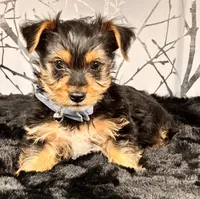 Bluey, a male Yorkshire Terrier for sale in Aurora, CO – Photo 3 of 4