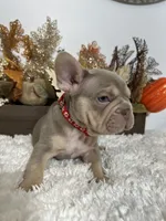 New Shade Big Rope Male, a female French Bulldog for sale in Aurora, CO – Photo 10 of 10