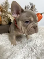 New Shade Big Rope Male, a female French Bulldog for sale in Aurora, CO – Photo 4 of 10