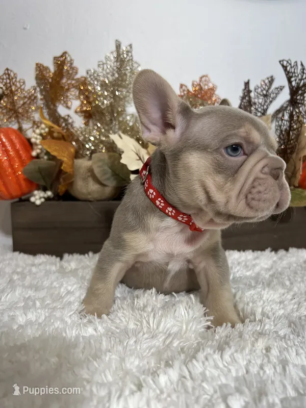 New Shade Big Rope Male