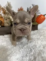 New Shade Big Rope Male, a female French Bulldog for sale in Aurora, CO – Photo 8 of 10