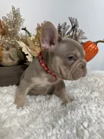 New Shade Big Rope Male, a female French Bulldog for sale in Aurora, CO – Photo 9 of 10