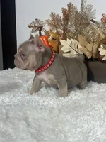 New Shade Big Rope Male, a female French Bulldog for sale in Aurora, CO – Photo 5 of 10