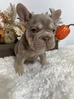 New Shade Big Rope Male, a female French Bulldog for sale in Aurora, CO – Photo 2 of 10