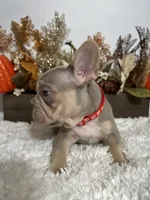 New Shade Big Rope Male, a female French Bulldog for sale in Aurora, CO – Photo 7 of 10