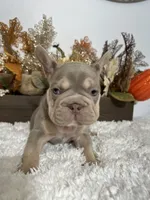 New Shade Big Rope Male, a female French Bulldog for sale in Aurora, CO – Photo 6 of 10