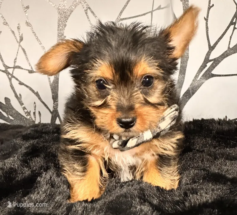 Snoopy – Yorkshire Terrier puppy for sale in Aurora, CO