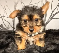 Snoopy, a male Yorkshire Terrier for sale in Aurora, CO – Photo 1 of 3