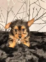 Snoopy, a male Yorkshire Terrier for sale in Aurora, CO – Photo 3 of 3
