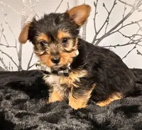 Snoopy, a male Yorkshire Terrier for sale in Aurora, CO – Photo 2 of 3