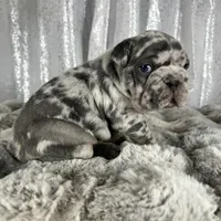 Blue Merle , a male French Bulldog for sale in Aurora, CO – Photo 5 of 10