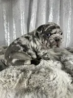 Blue Merle , a male French Bulldog for sale in Aurora, CO – Photo 5 of 7