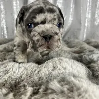 Blue Merle , a male French Bulldog for sale in Aurora, CO – Photo 8 of 10