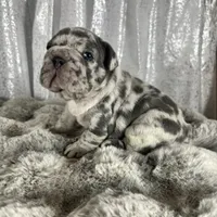 Blue Merle , a male French Bulldog for sale in Aurora, CO – Photo 7 of 10