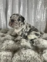 Blue Merle , a male French Bulldog for sale in Aurora, CO – Photo 6 of 7