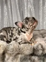 Blue Merle , a male French Bulldog for sale in Aurora, CO – Photo 3 of 10